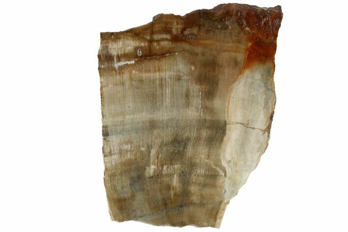 Polished, Petrified Wood (Araucaria) Slab - Madagascar #183267